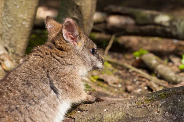 Un wallaby parma — Foto Stock
