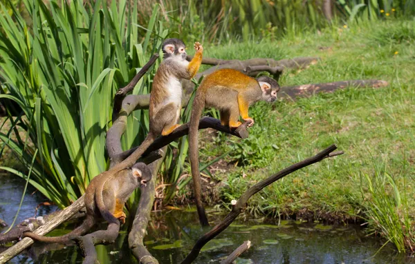 Wspólne małpa wiewiórki s — Zdjęcie stockowe