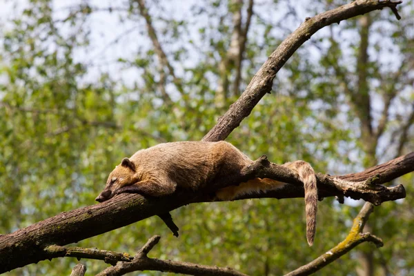 Coati sudamericani o coati dalla coda anulare (Nasua nasua ) — Foto Stock