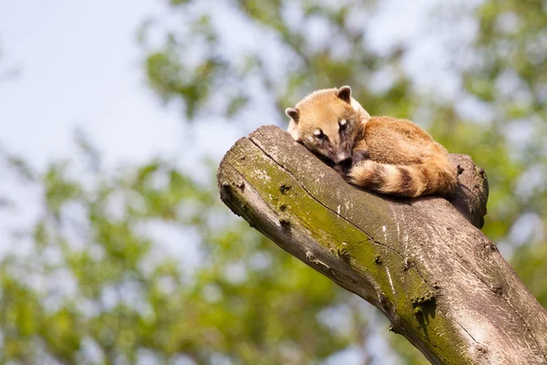 Coati sudamericanos o coati de cola anillada (Nasua nasua ) —  Fotos de Stock