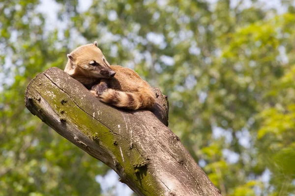 Südamerikanische Nasenbär oder Ringelschwanz-Nasenbär (nasua nasua)) — Stockfoto