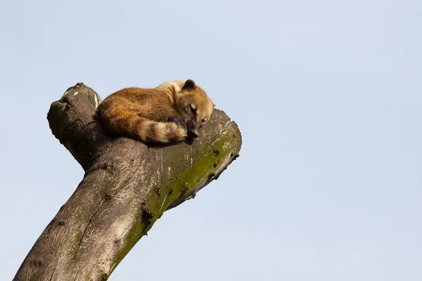 Coati sul-americano ou coati de cauda anelada (Nasua nasua ) — Fotografia de Stock