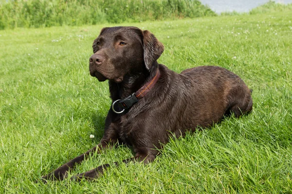 Brauner Labrador legt sich ins Gras — Stockfoto