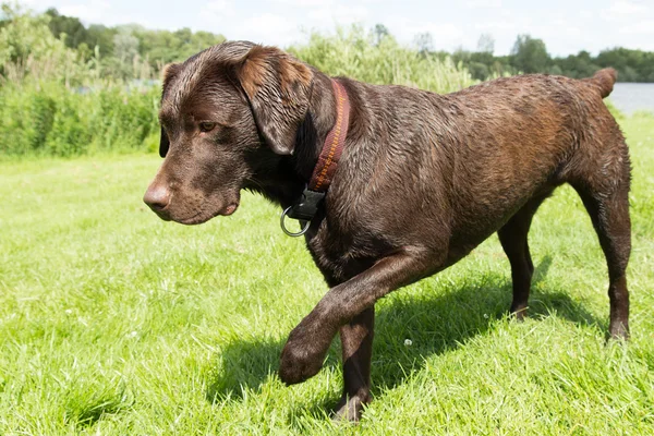 Labrador marrom com uma pata levantada — Fotografia de Stock
