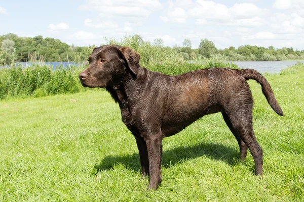 Mokry brązowy labrador stojący w pole trawa — Zdjęcie stockowe