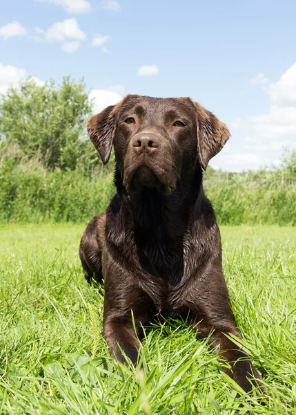 Labrador marrom deitado na grama — Fotografia de Stock