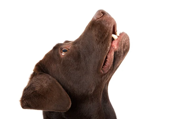 Labrador marrón mirando hacia arriba —  Fotos de Stock