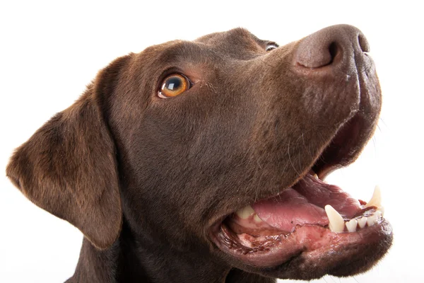 Bruine labrador portret — Stockfoto