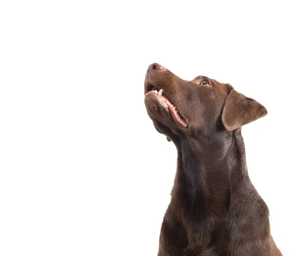 Brauner Labrador schaut auf — Stockfoto