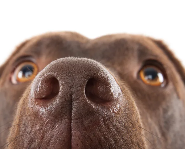 Brown labrador nose close-up — Stock Photo, Image