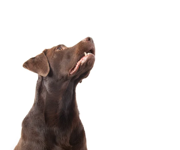 Bruine labrador opzoeken — Stockfoto