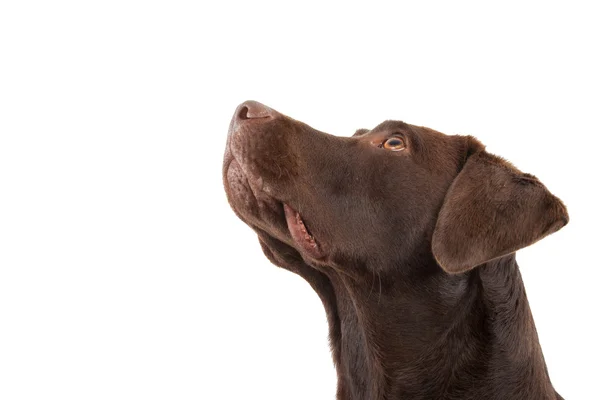 Brauner Labrador schaut auf — Stockfoto