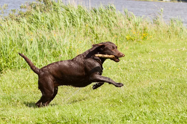 Labrador marrom muito molhado correndo com um pau — Fotografia de Stock