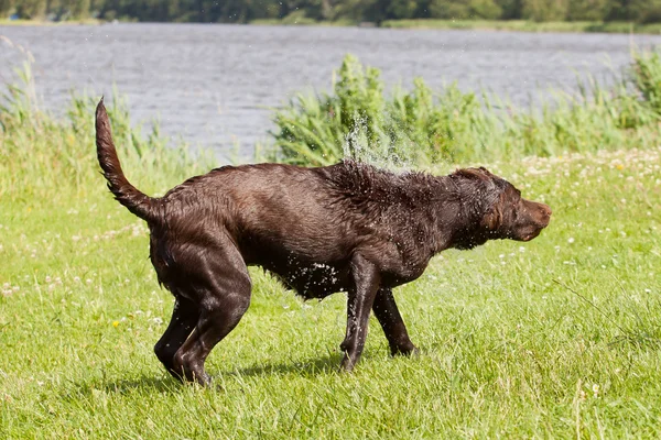 Labrador marrón muy húmedo está sacudiendo el exceso de agua de su piel —  Fotos de Stock