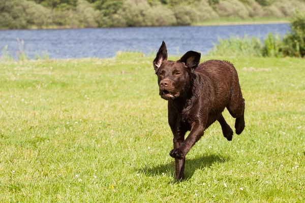 Hnědý labrador běží — Stock fotografie