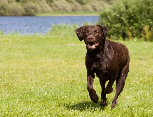 Labrador marrón corriendo —  Fotos de Stock