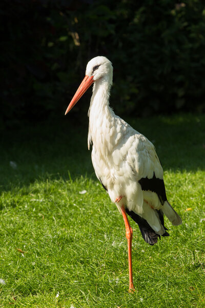 Stork resting on one leg
