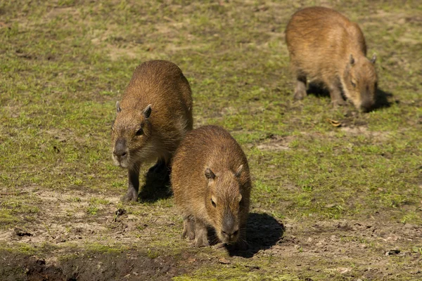 Tre giovani capibara — Foto Stock