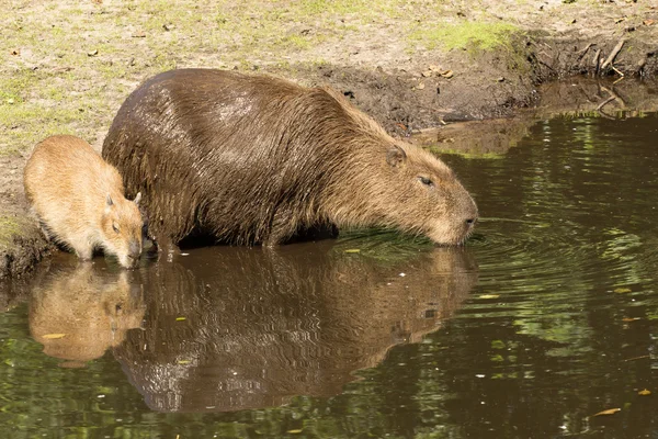 Capybara mère et ourson boire — Photo