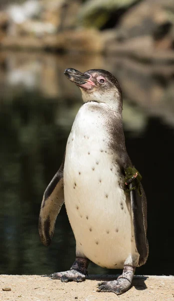 Pinguino Humboldt in uno zoo — Foto Stock