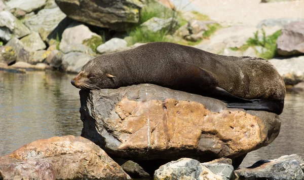 Kobiece Ameryki Południowej foki odpoczynku — Zdjęcie stockowe