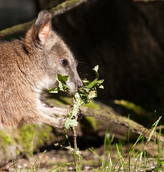 Un wallaby parma che mangia in uno zoo olandese — Foto Stock