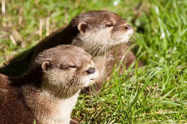 Two Oriental Small-Clawed Otters resting — Stock Photo, Image