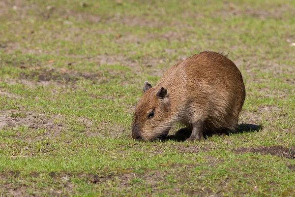 Capibara cucciolo — Foto Stock