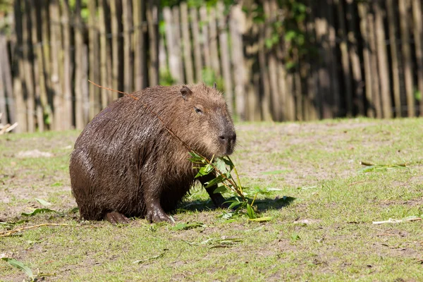 Capibara foraggiamento — Foto Stock