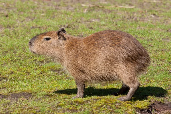 Cachorro de Capibara — Foto de Stock