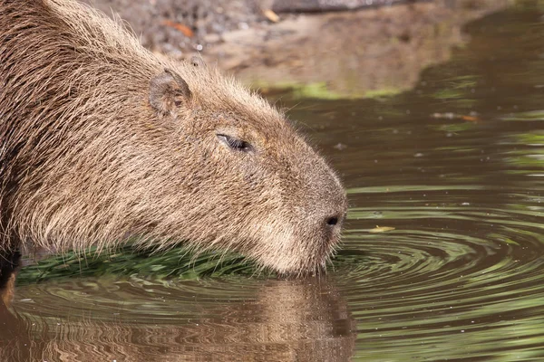 Kapibara picia — Zdjęcie stockowe
