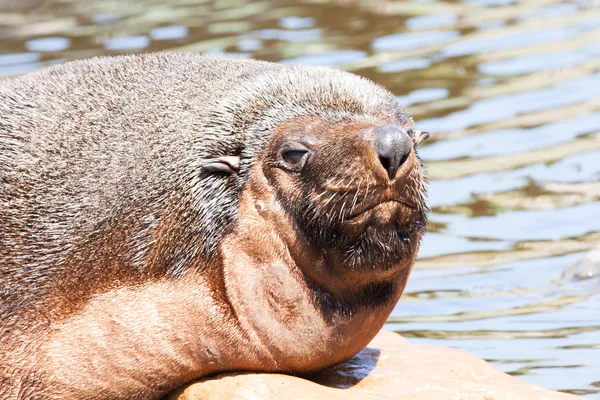 Masculino Sul-Americano Fur Seal retrato — Fotografia de Stock
