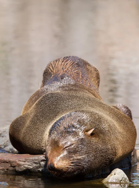 Female South American Fur Seal resting — Stock Photo, Image