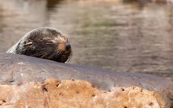女性南美洲毛皮海豹休息 — 图库照片