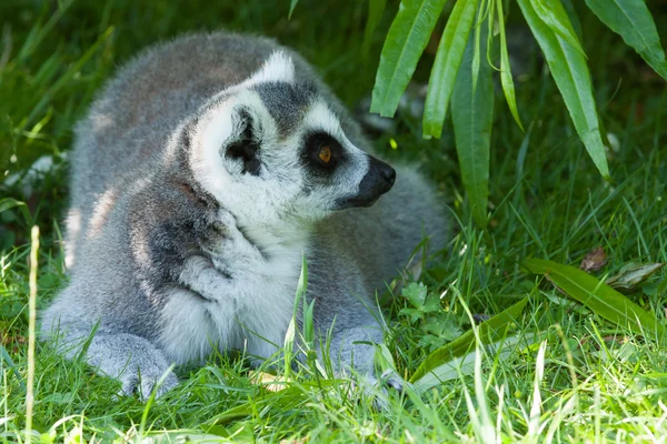 Ring-tailed lemur resting in the shade in a dutch zoo — Stock Photo, Image