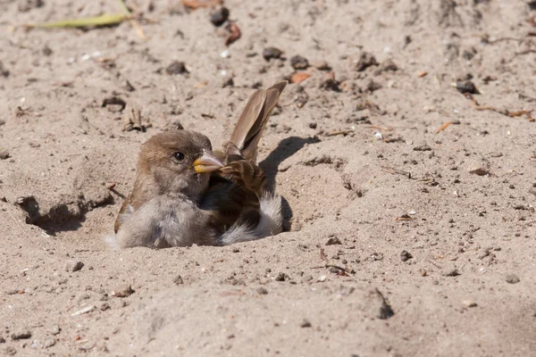 House sparrow taking a sand bath — Stock Photo, Image