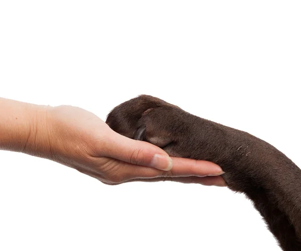 Pata de cão e mão humana fazendo um aperto de mão — Fotografia de Stock