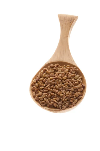 Семена кориандра на деревянной ложке — стоковое фото