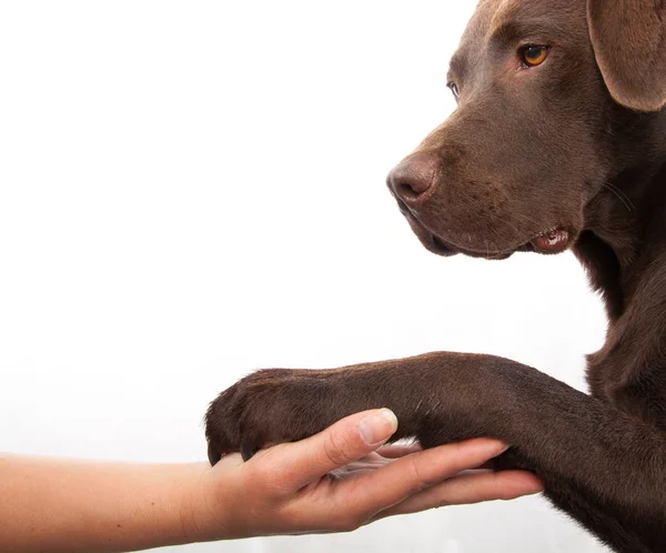 Kutya mancsa és emberi kéz csinál egy kézfogás Stock Kép