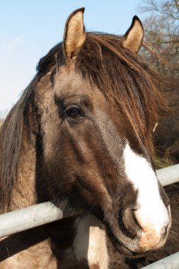 Portrait of a brown horse clipart