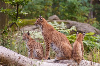 Yavrularını ile bayağı vaşak (Lynx lynx)