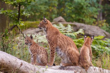 Eurasian lynx (Lynx lynx) with cubs clipart