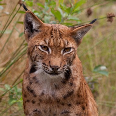 Portrait of a lynx clipart