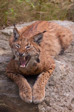 Lynx showing its teeth clipart