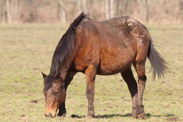 Oude paard grazen — Stockfoto