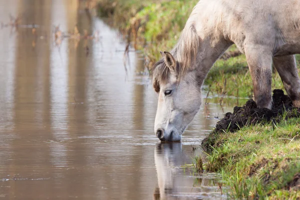 Старая лошадь пьет из ручья — стоковое фото