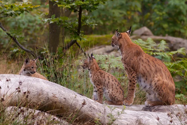 stock image Eurasian lynx (Lynx lynx) with cubs
