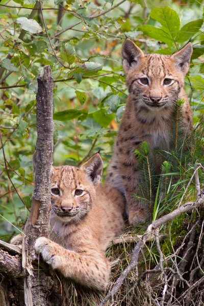 stock image Two lynx cubs