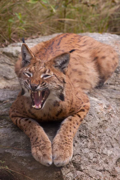 stock image Lynx showing its teeth