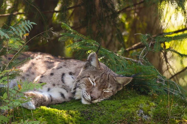 Een slapende lynx — Stockfoto